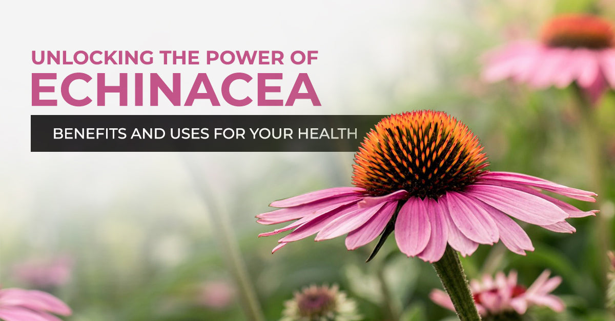Unlocking the Power of Echinacea: Benefits and Uses for Your Health