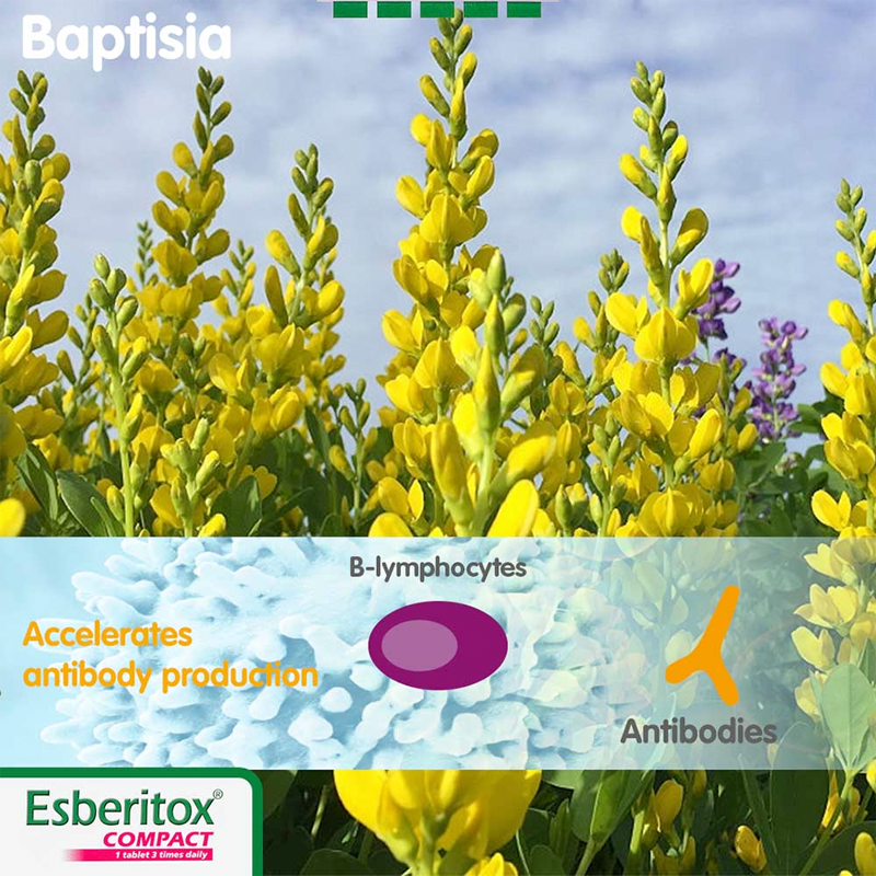 Esberitox - Compact, Shorten Common Cold - 20 Tablets